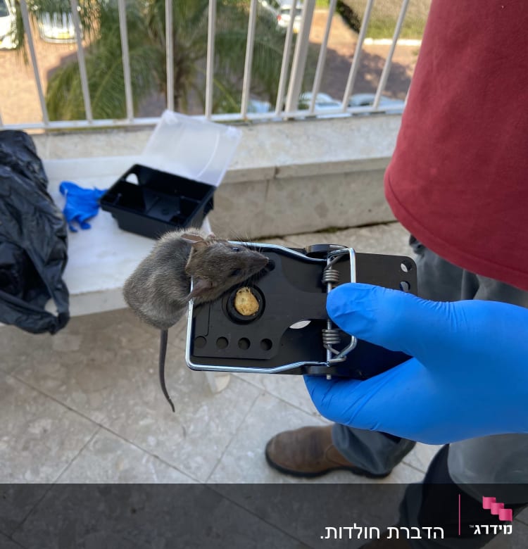 מלכודת עכברים עם עכבר בידיים בכפפות כחולות